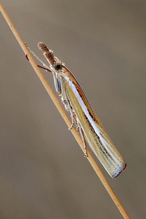 Agriphila tristella? No, A. selasella